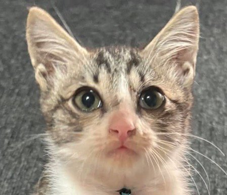 綺麗な身なりになった子猫