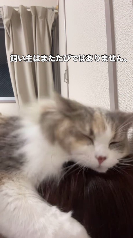飼い主の頭を前足で抱きしめる猫