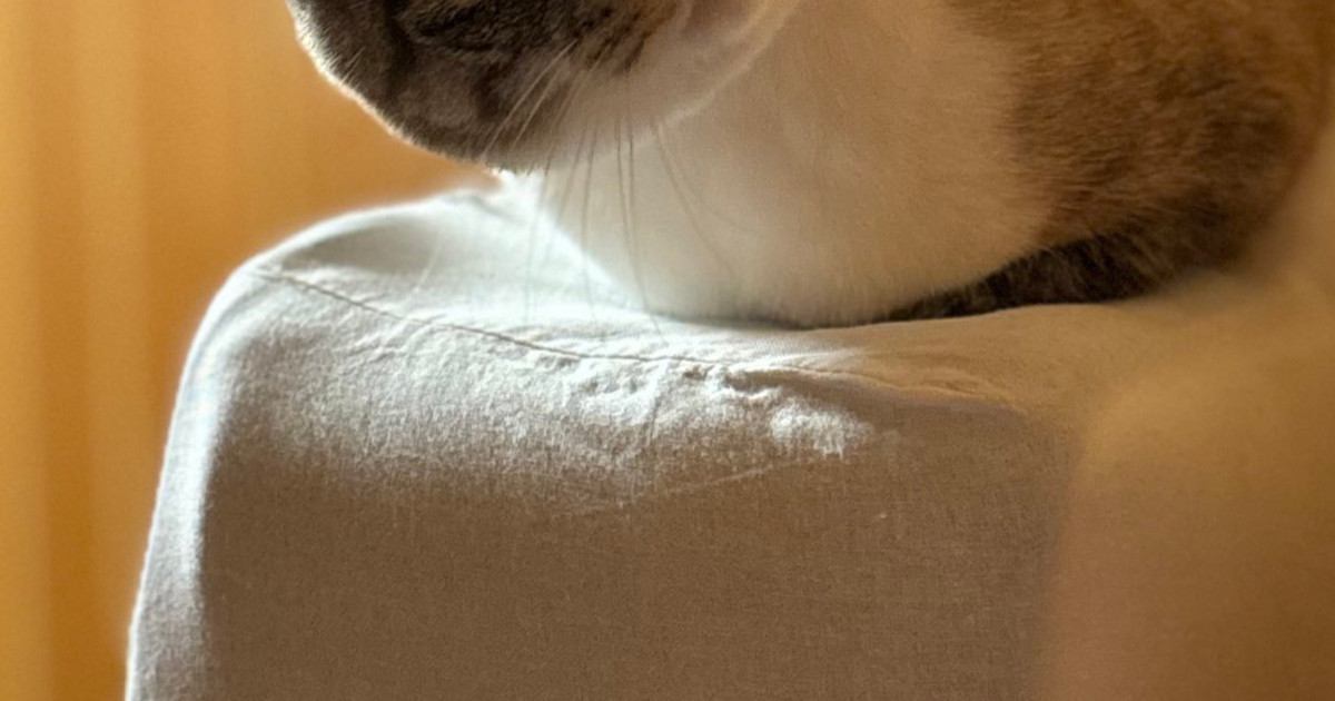 ソファーに座っている猫