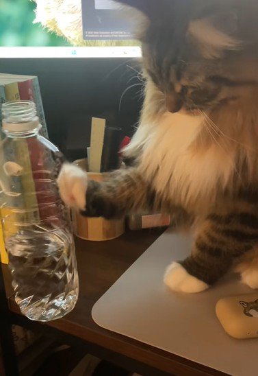 フェイント作戦をする猫