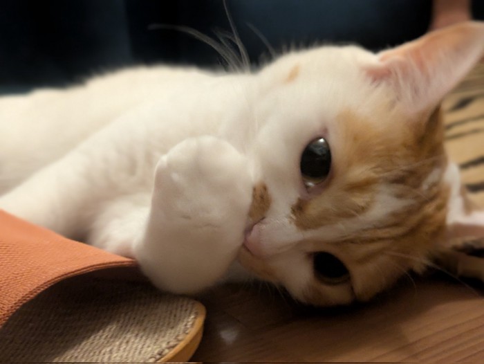 スリッパに寄り添う猫3