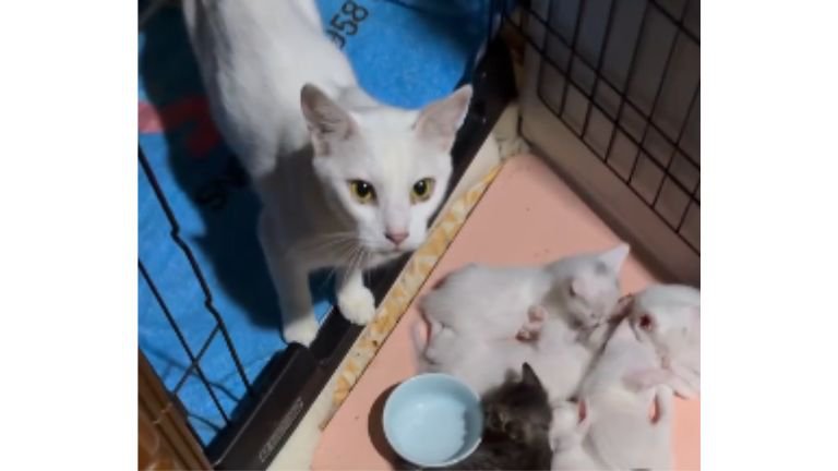 ケージの中の猫