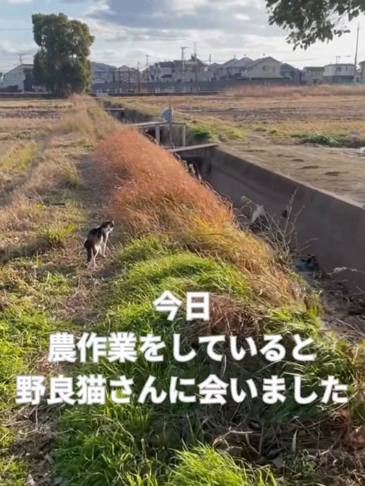 振り向く猫