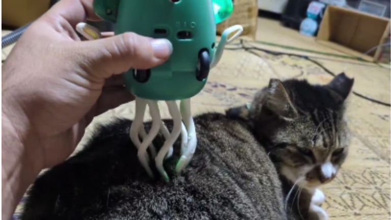 くつろいでいた猫