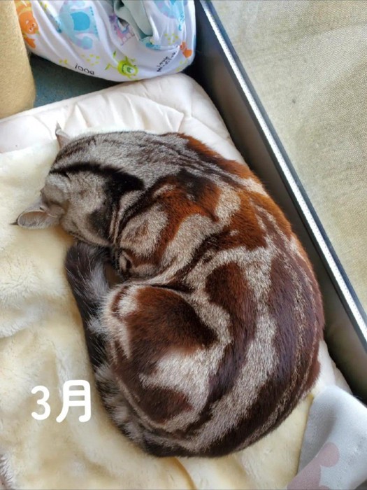 丸くなって寝る猫