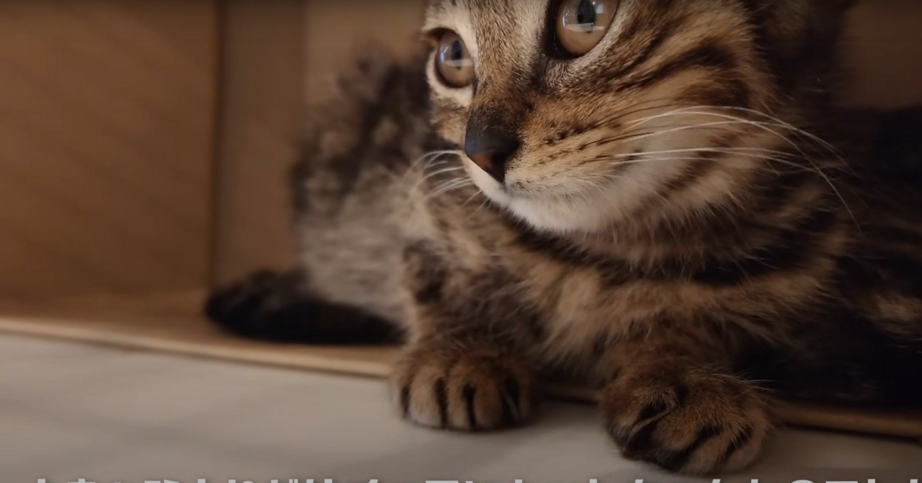 ドアップのカットちゃん