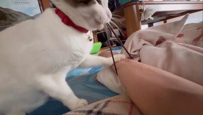 人の腕を前足で押さえる猫