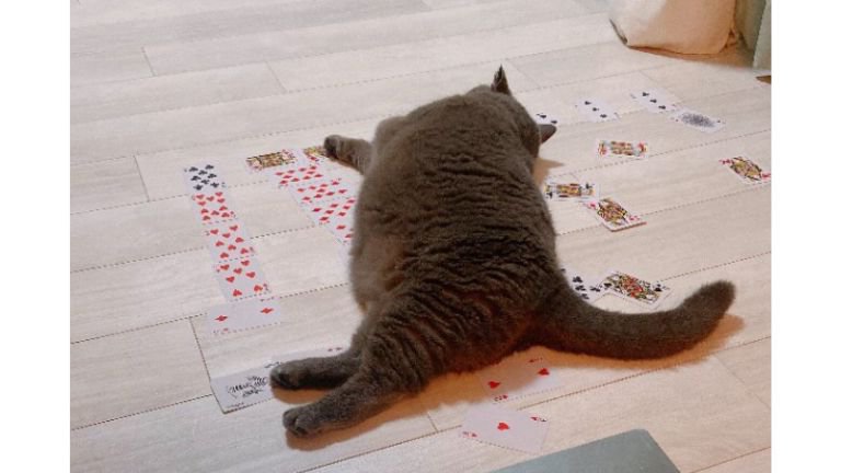 猫とトランプ