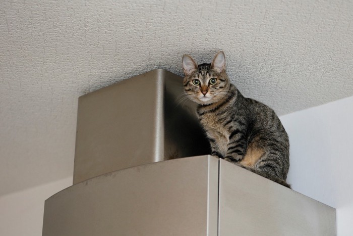 高所に逃げる猫