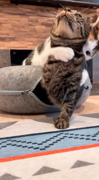 首にしがみつく三毛猫の手を解こうとするキジトラ猫