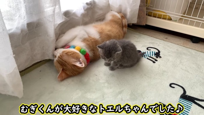 仰向けの成猫の隣に座る子猫