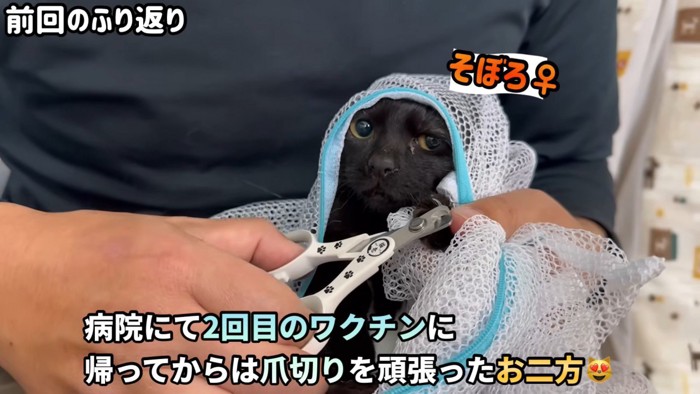 洗濯ネットに入っている黒猫