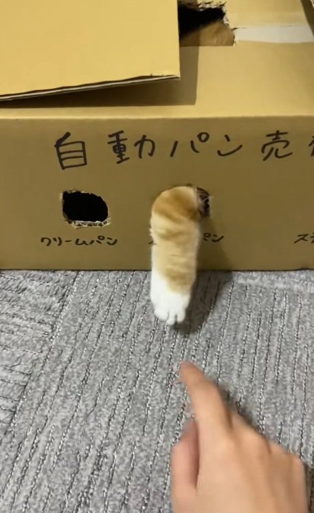 段ボールのおもちゃの穴から手を出す猫