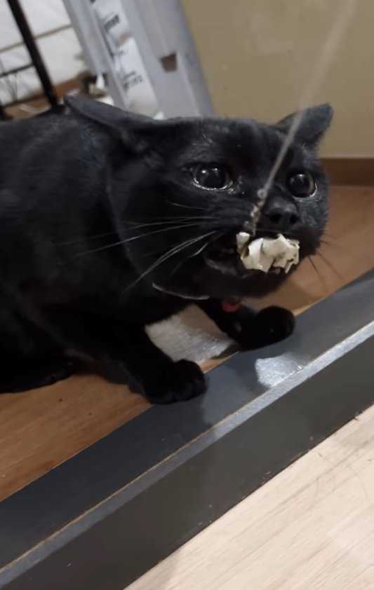 釣り糸のついているおもちゃを引っ張っている黒猫