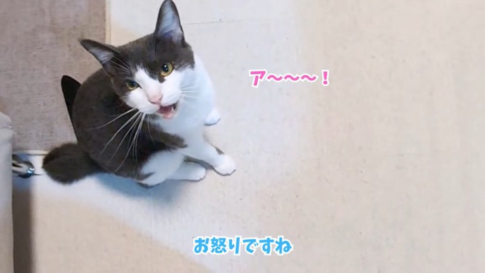 テロップ「お怒りですね」