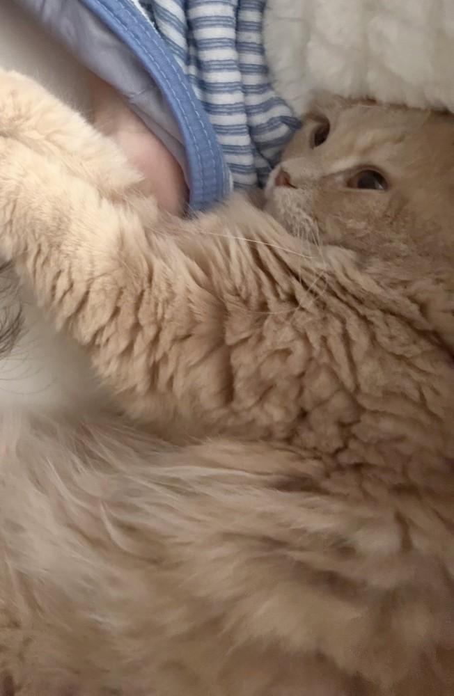 手を伸ばしている猫