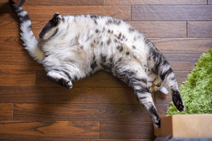 床の上で仰向けになる猫