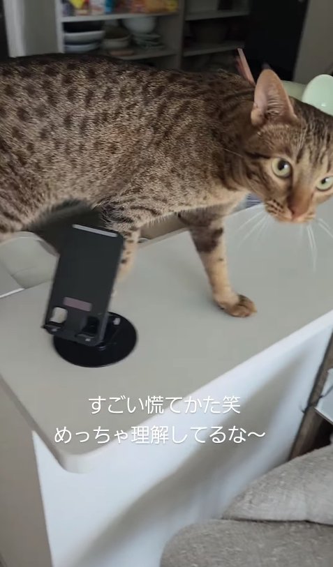 キッチンカウンターの上に立っているカメラ目線の猫