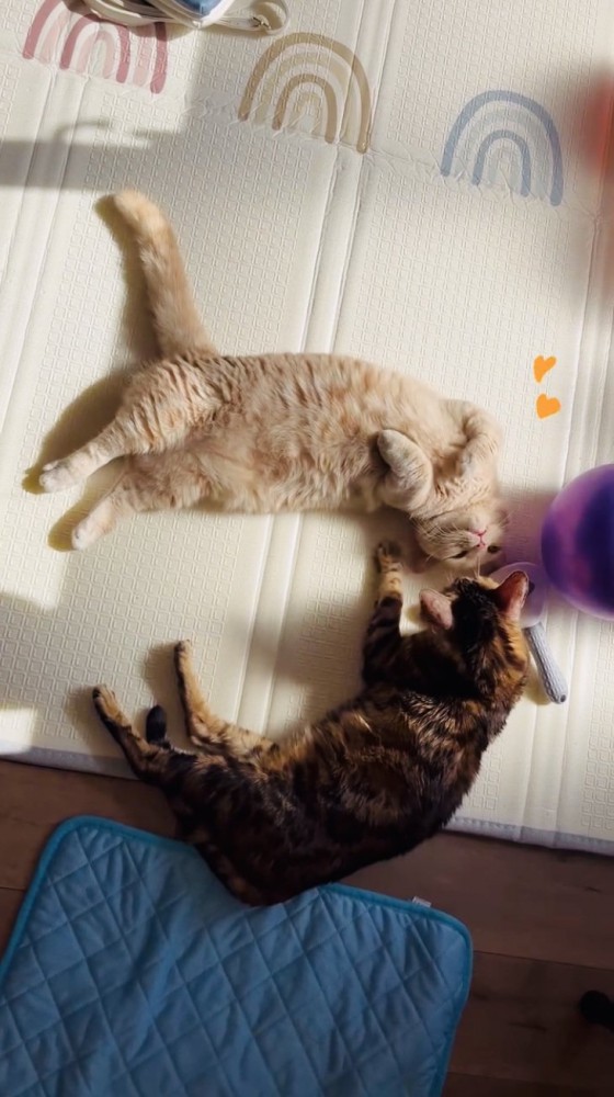 マットの上で一緒に寝るマンチカンとミックス猫