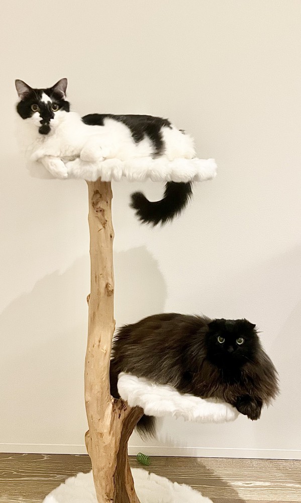 キャットタワーに乗る2匹の猫