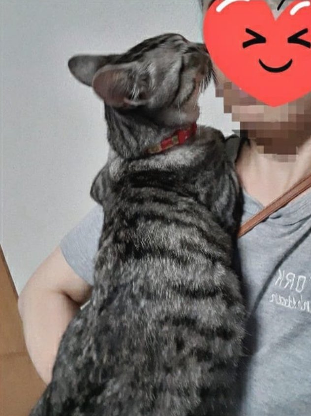 抱っこされて飼い主の顔に顔を近づけている猫