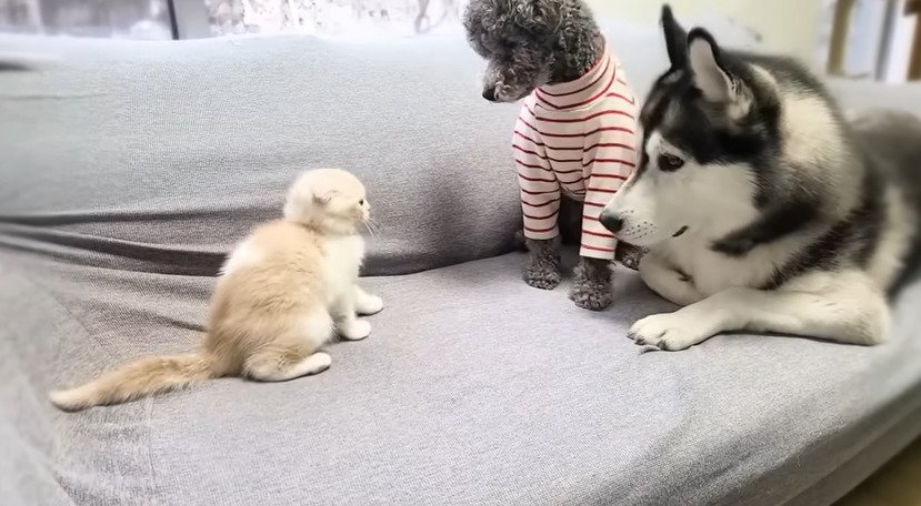 対峙する子猫と2匹の犬