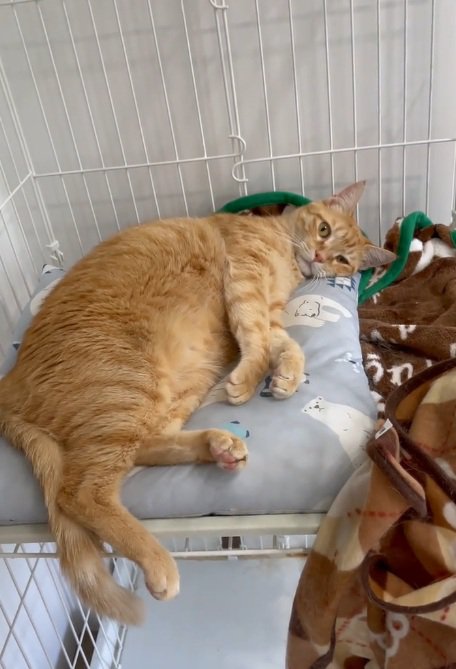 ケージの中で眠そうな猫