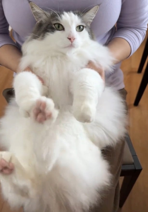 抱っこされる猫