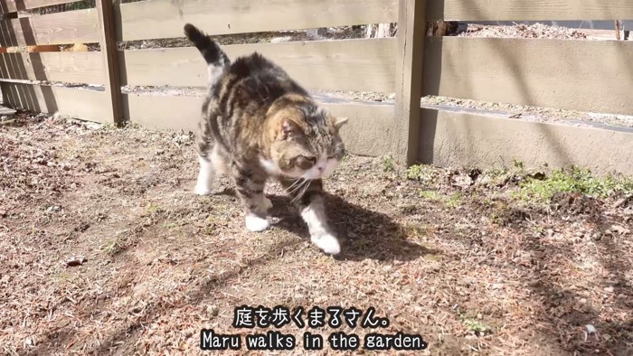 お散歩するまるくん