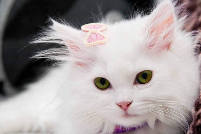白猫 ペルシャ