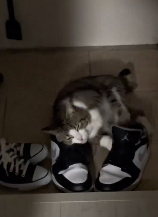 顔を擦り付ける猫