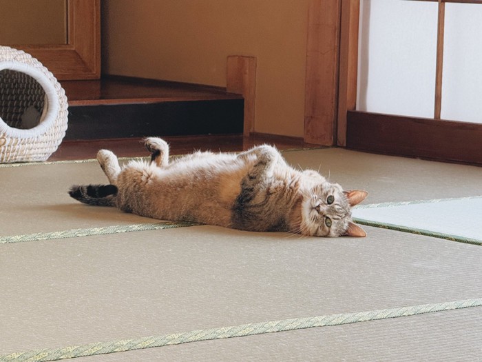 カメラ目線で畳に寝ころぶ猫