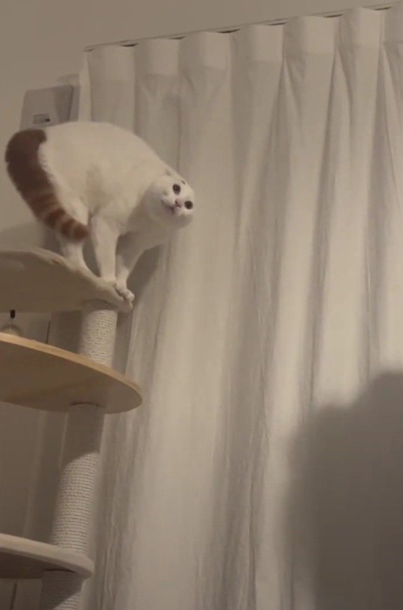 飼い主さんの影とぽにおくん