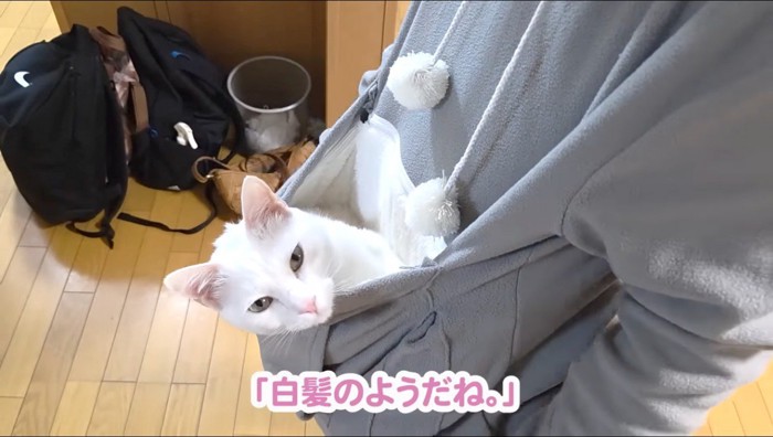 ポケットの中からカメラを見つめる猫
