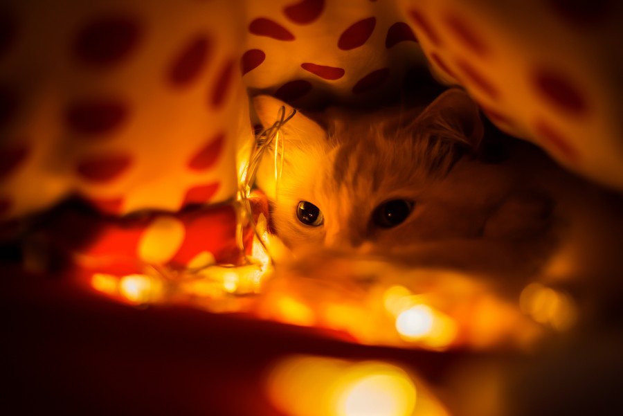 猫と火災のイメージ