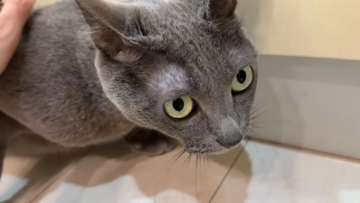 撫でられたいグレーの短毛猫
