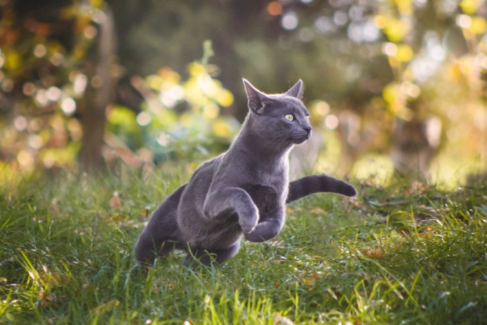 草の中を走る猫
