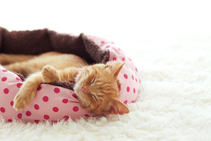 クッションで寝る猫