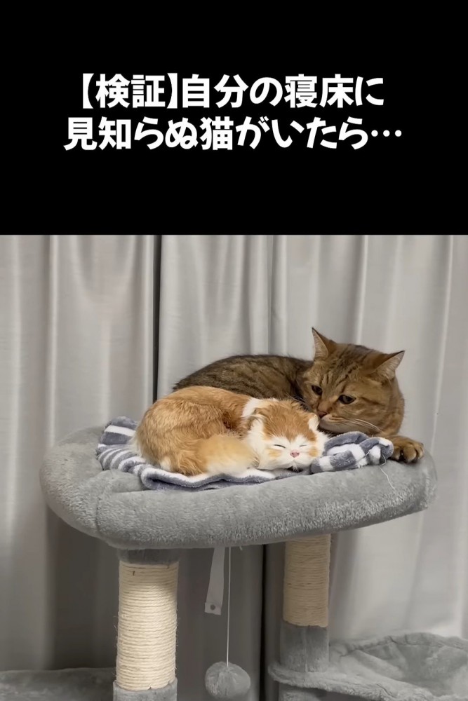 置物に寄り添ってにおいを嗅ぐ猫