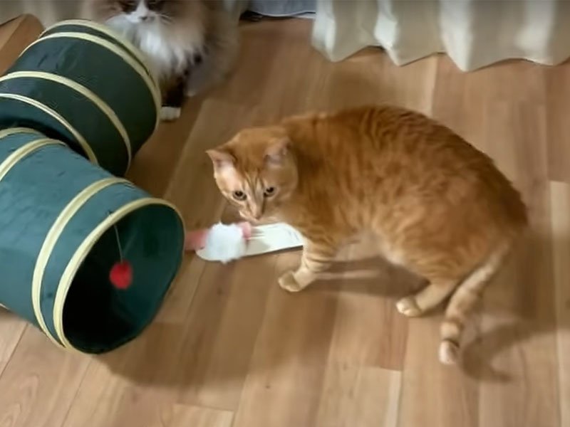 おもちゃに集まる猫たち