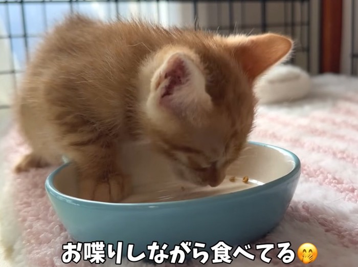 ご飯を食べる茶トラ猫(お喋りしながら食べてる)