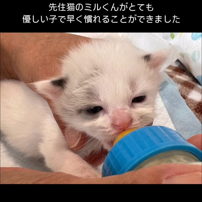 ミルクを飲む子猫