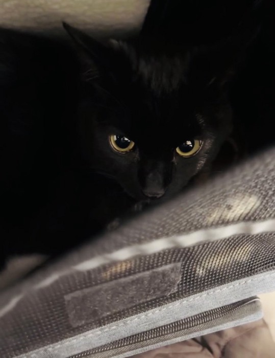 猫用キャリーの中の黒トラ猫