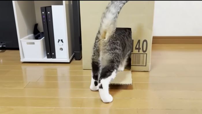 オデコちゃんも参戦