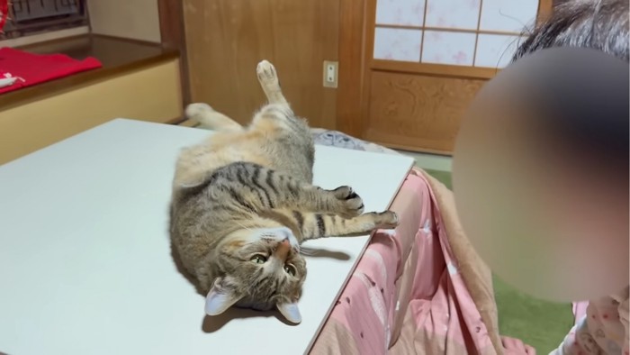 ヘソ天する猫