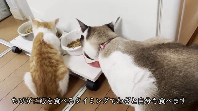 エサを食べる子猫と猫の後ろ姿1