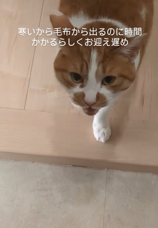 玄関まで走ってきたおもちくん