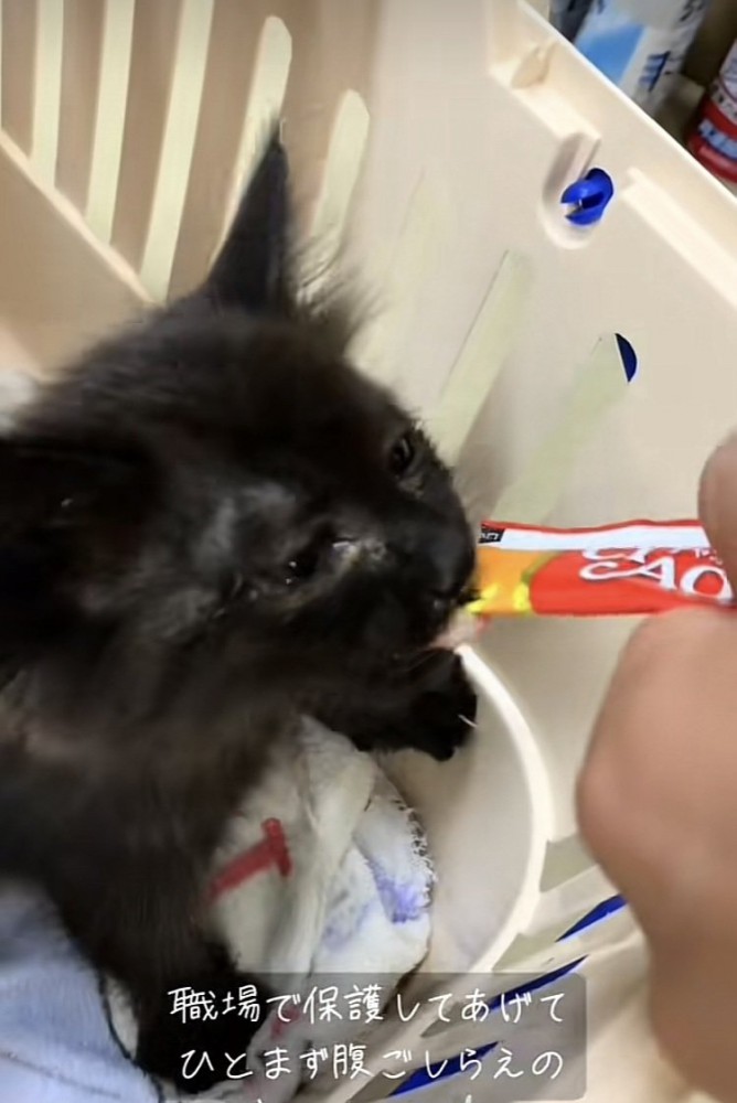 カゴの中でパパに猫用おやつをもらう仔猫