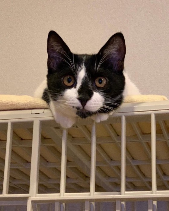 ケージの上に乗る猫