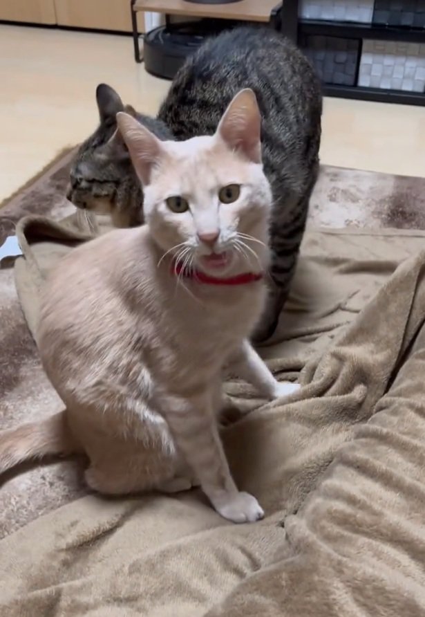 振り向く2匹の猫